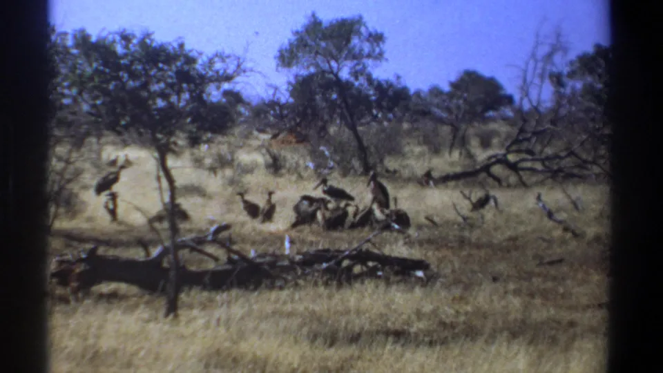 1969 Kenya 8mm frame with vultures grouped near a fallen branch in dry savanna grass, framed by sparse trees and film borders.