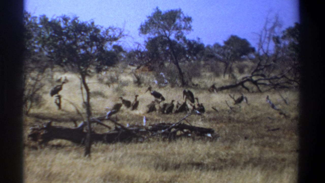 1969 Kenya 8mm frame showing large birds in dry savanna grass near a fallen branch and scattered trees.
