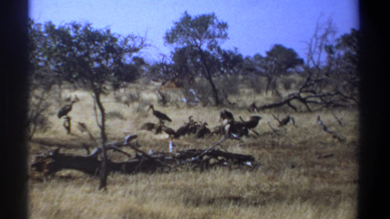 1969 Kenya home-movie frame with several large birds standing in dry grass near low trees and a fallen limb.