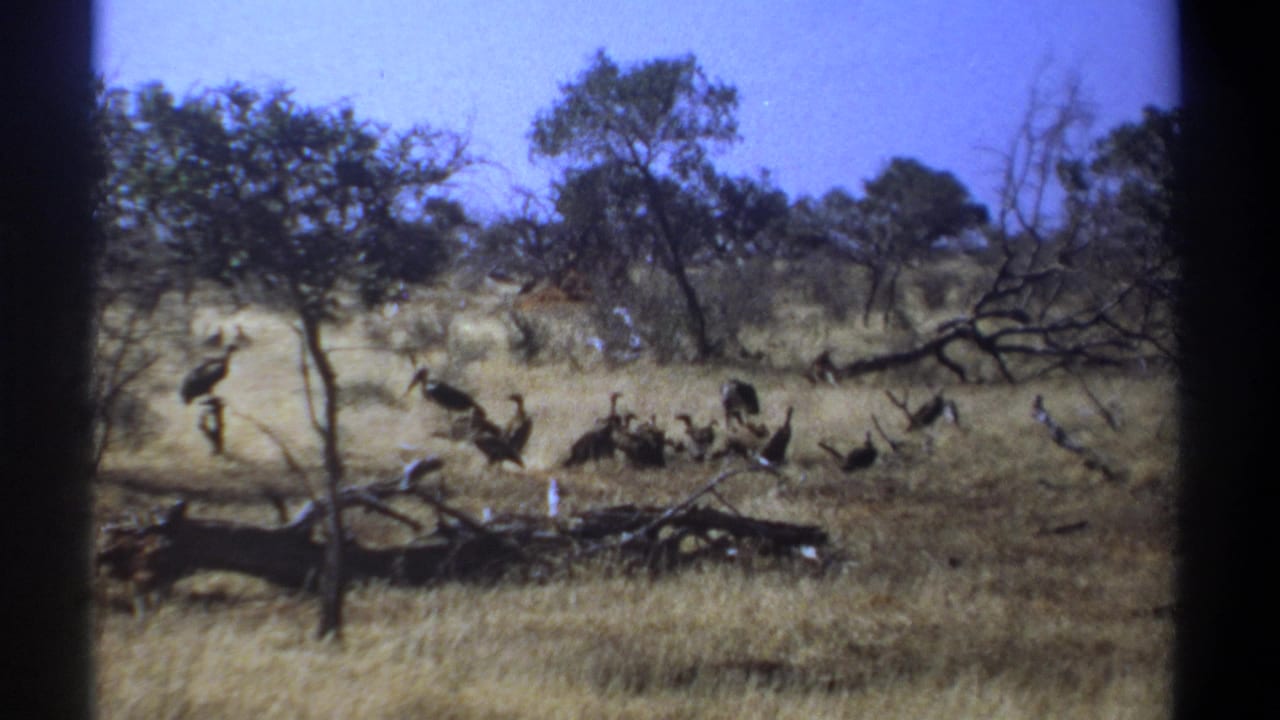 1969 Kenya 8mm frame showing large birds in dry savanna grass with scattered trees and fallen branches.