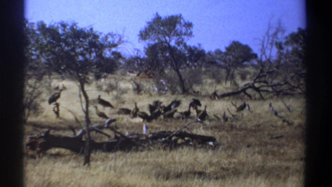 Flock of large birds spread across a dry field with trees and scrub behind them.