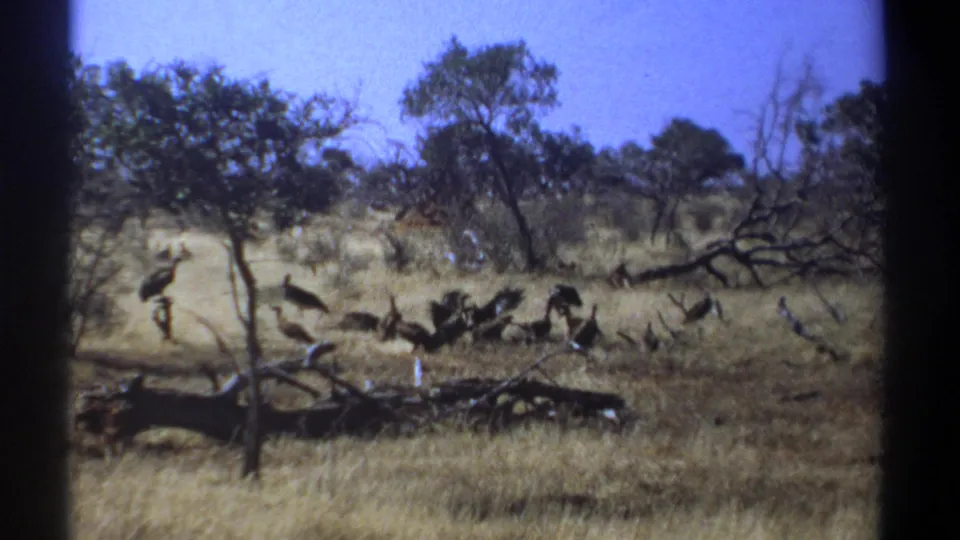Large birds appear across a Kenya savanna field in a grainy 1969 8mm home-movie frame.