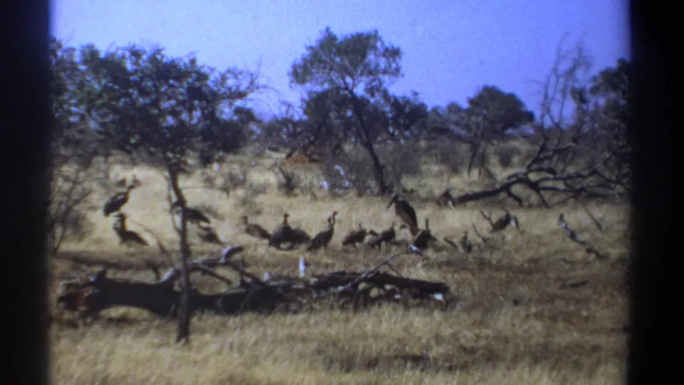 1969 Kenya home-movie frame with large birds moving near fallen branches in open savanna.