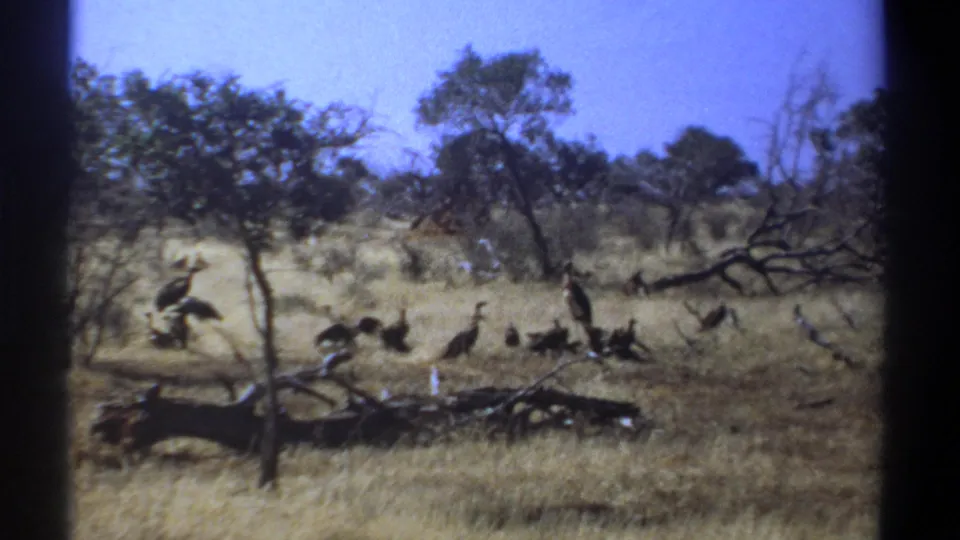 Grainy 8mm frame from 1969 Kenya showing birds scattered across a dry savanna landscape.