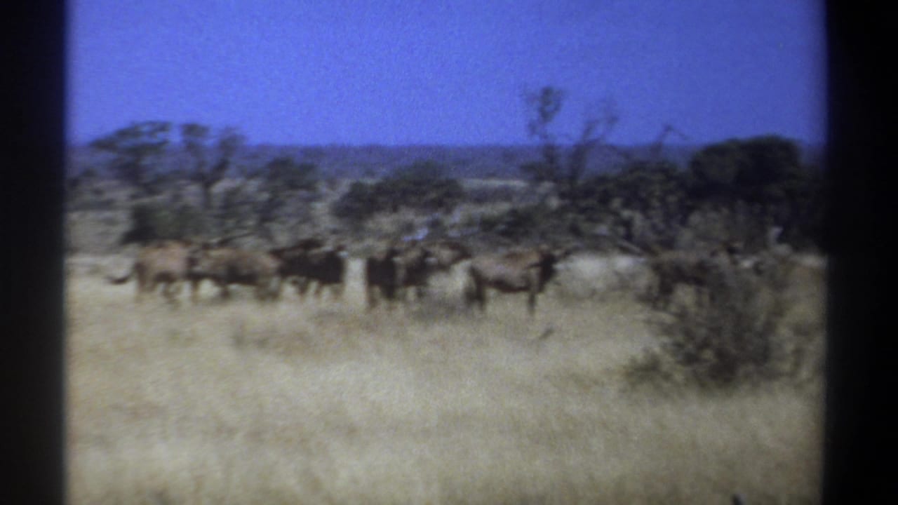 1969 Kenya 8mm frame showing antelope-like wildlife in pale savanna grass beneath a blue sky and acacia-shaped trees.