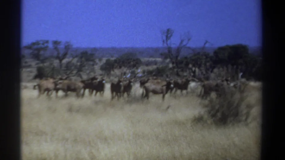 Kenya 1969 home-movie still with a distant herd standing in yellow grass, backed by trees, brush, hills, and blue sky.