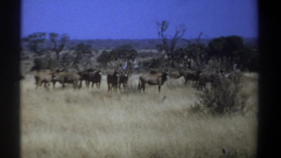 Vintage 8mm Kenya wildlife frame showing antelope-like animals paused in dry grass with trees and low hills in the background.