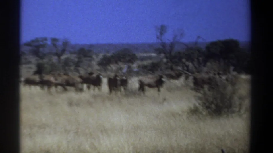 Soft 1969 Kenya 8mm still of antelope-like wildlife in a grassy savanna, with motion blur, trees, distant hills, and blue sky.