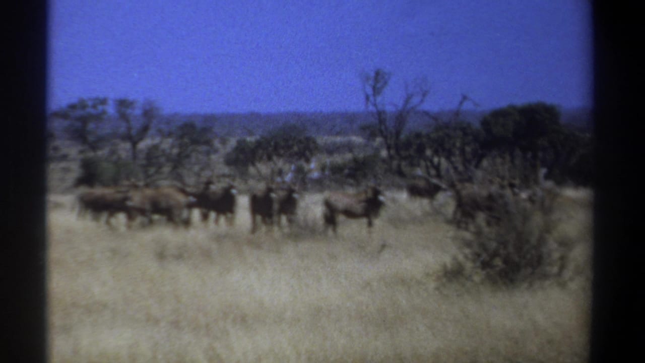 1969 Kenya 8mm frame showing wildebeests across dry savanna grass with low trees and a distant horizon.