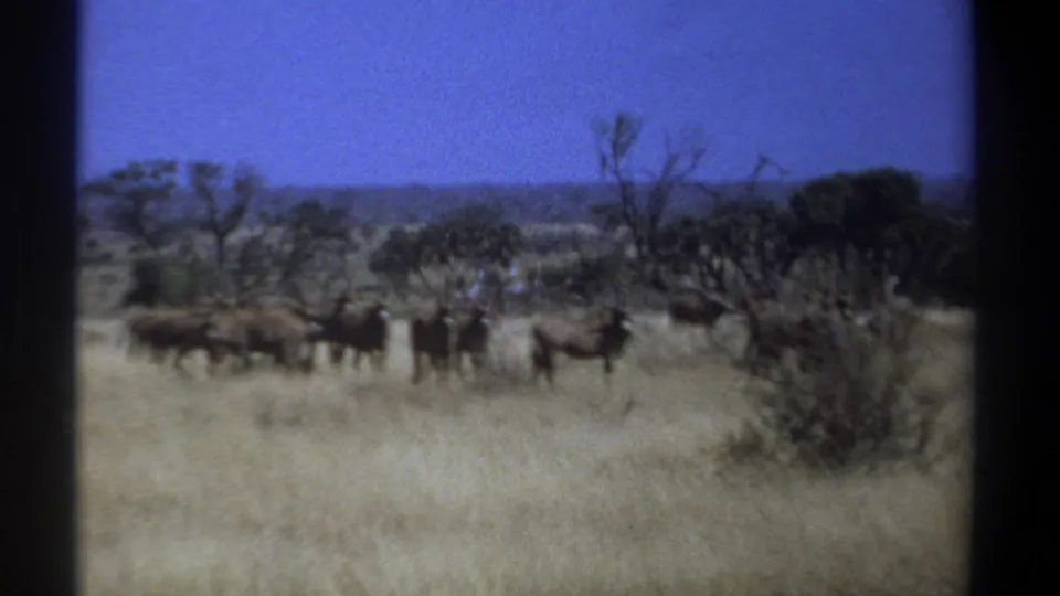 1969 Kenya 8mm frame showing wildebeests across dry savanna grass with low trees and a distant horizon.