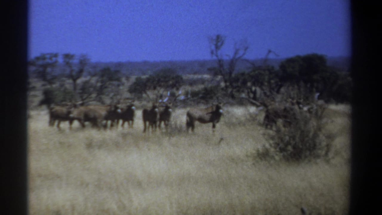 Wildebeests gathered on open grassland near trees under a clear blue sky.