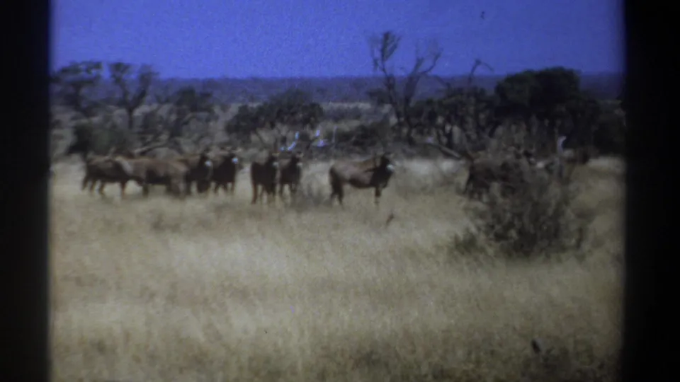 Soft 8mm Kenya frame from 1969 showing wildebeests across pale grassland with savanna trees behind them.