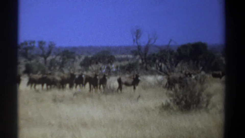 1969 Kenya 8mm still of wildebeests on dry savanna, with brush in the foreground and trees along the horizon.