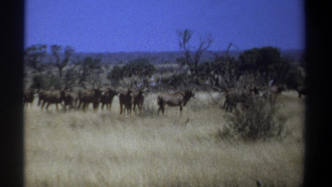 1969 Kenya 8mm frame showing wildebeest crossing a dry savanna field with trees, scrub, and a distant horizon.