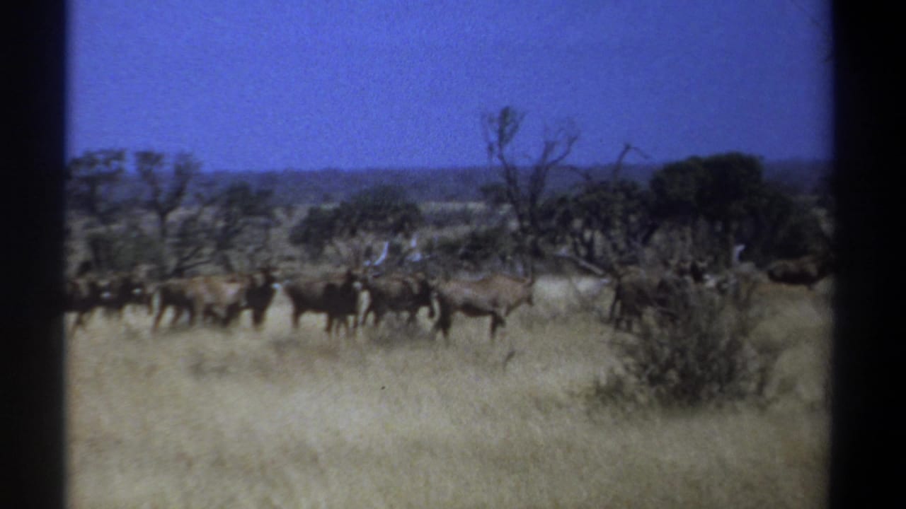 Wildebeest herd spread across grassland near leafless and green trees.