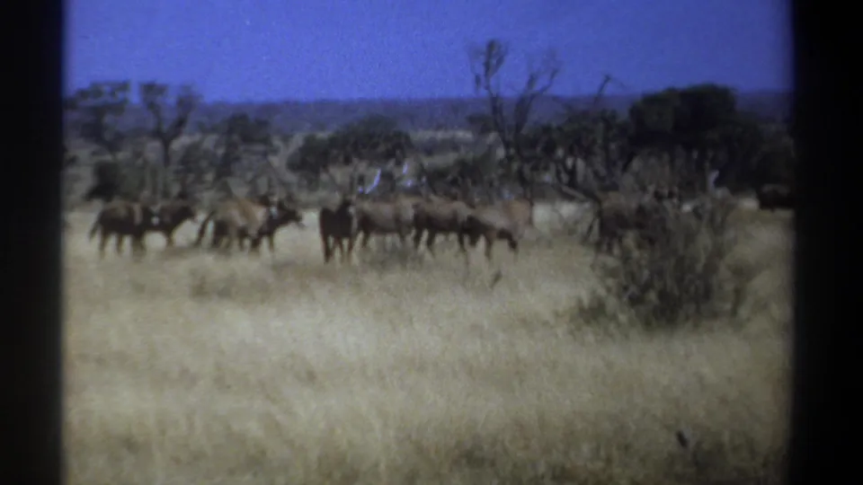 1969 Kenya 8mm still showing a clustered wildebeest herd in dry grass, framed by scrub and scattered trees.