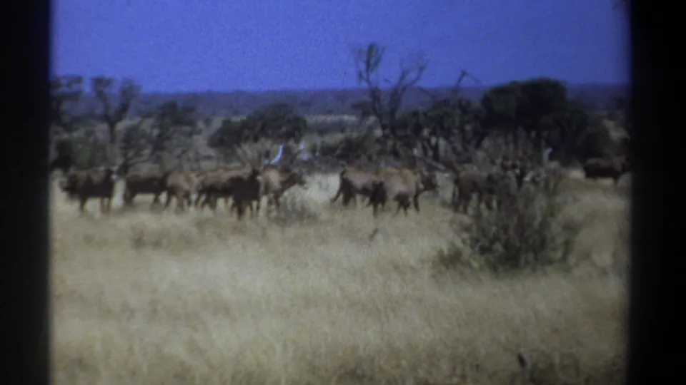 1969 Kenya 8mm frame of wildebeest crossing a dry savanna field under blue sky, with trees and brush in the distance.