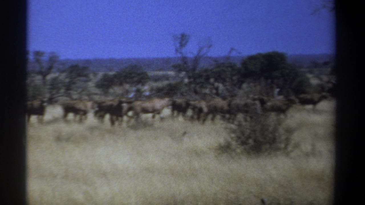 1969 Kenya 8mm frame showing a distant herd crossing dry savanna grass with trees and brush in the background.