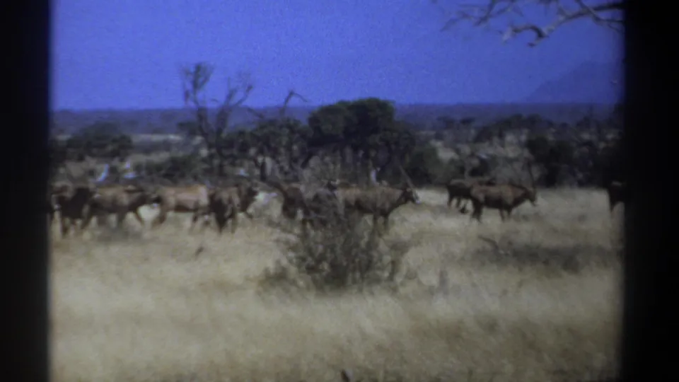 1969 Kenya wildlife frame with herd animals moving left to right across a dry savanna bordered by scattered trees.