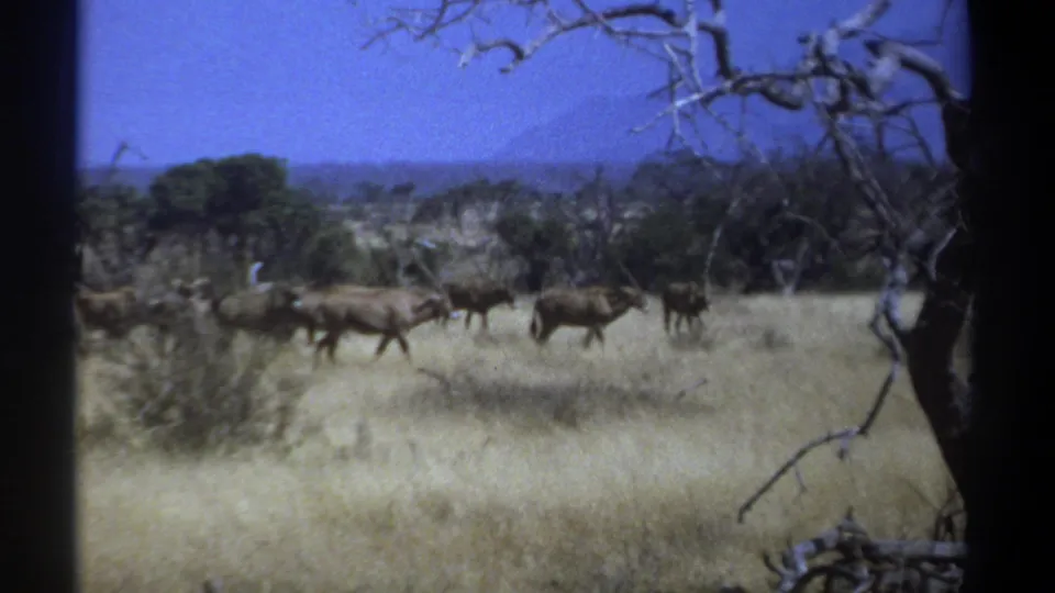 1969 Kenya 8mm frame showing animals moving through savanna grass, partly framed by a leafless foreground branch.