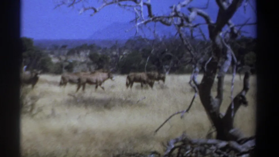 1969 Kenya 8mm frame with herd animals crossing savanna grass beside a bare tree and distant brush.