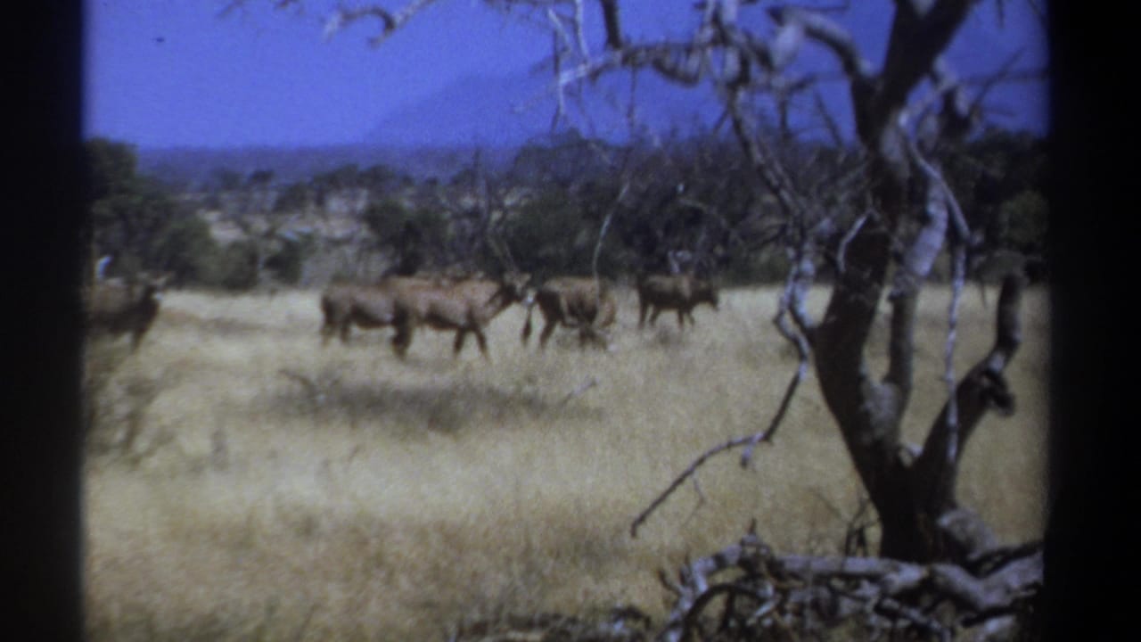 1969 Kenya 8mm frame showing antelope crossing dry savanna grass, partly framed by a dark bare tree and distant low hills.
