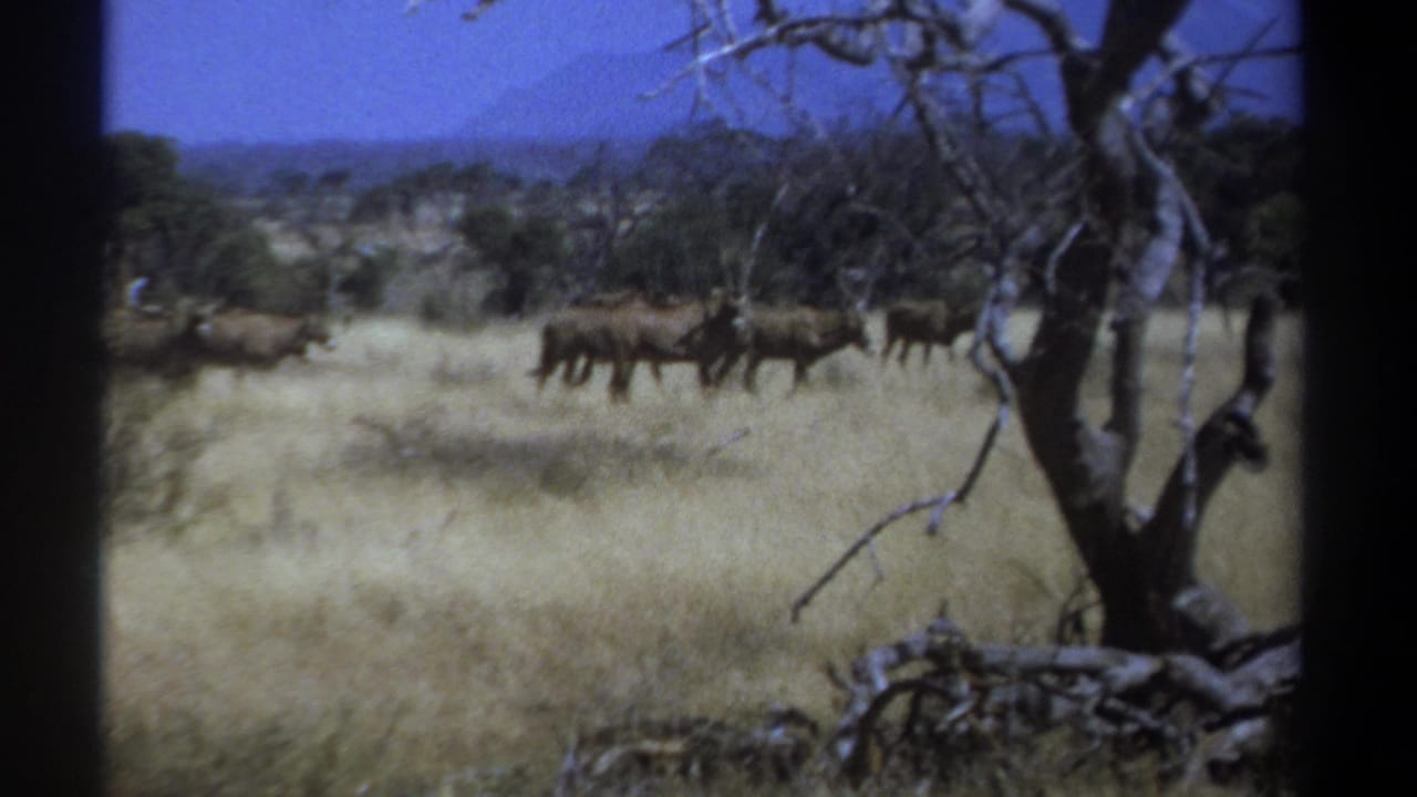 Antelope continue running across pale grassland with trees and hills in the distance.