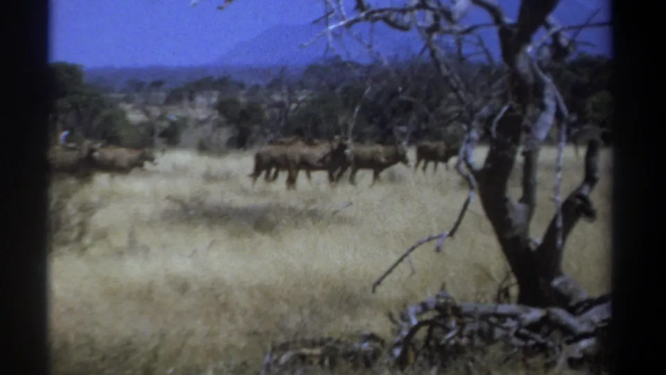 1969 Kenya 8mm frame with the antelope herd farther right across the savanna, under a deep blue sky and near bare branches.