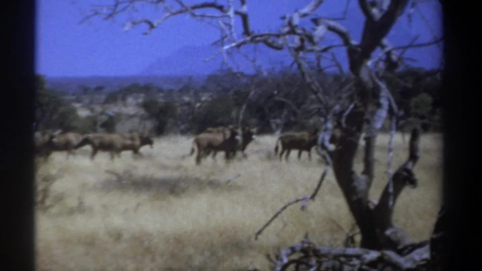 1969 Kenya 8mm frame showing antelope running behind a dark foreground tree, with dry grass, scattered trees, and distant hills.