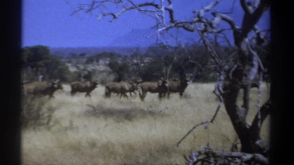 1969 Kenya 8mm frame with a herd of antelope crossing the savanna, framed by bare branches and a dark vertical tree trunk.