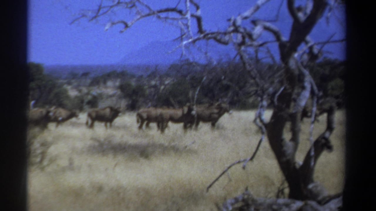 1969 Kenya 8mm frame showing horned antelope crossing a dry savanna behind a leafless tree under blue sky.