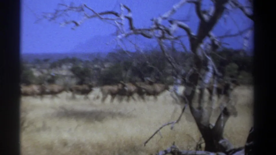 1969 Kenya 8mm frame with antelope moving across pale grassland, partly obscured by a dark tree trunk and branches.