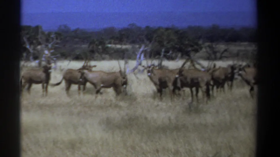 1969 Kenya 8mm frame showing multiple long-horned antelope in dry grass with scattered trees and hazy hills beyond.