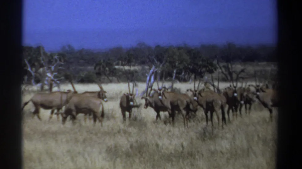 1969 Kenya 8mm frame of a horned antelope herd spread across dry savanna, with brush, distant hills, and blue sky.