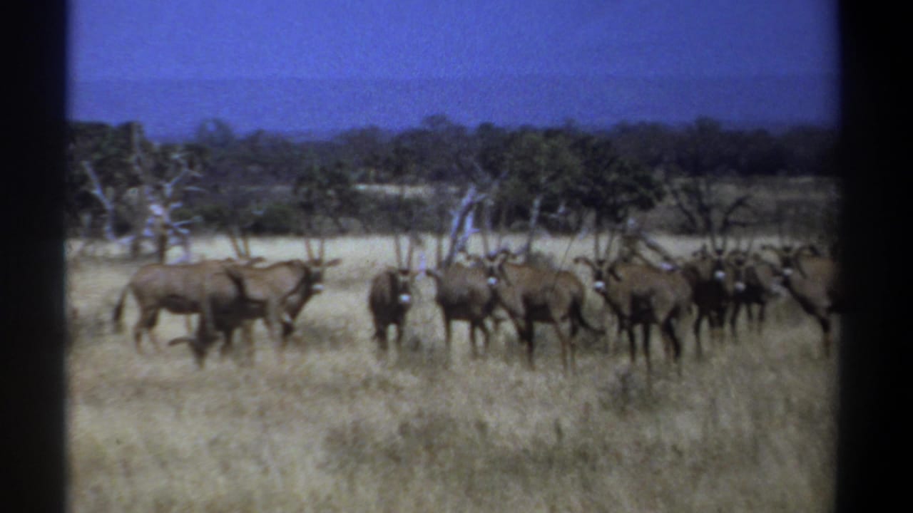 1969 Kenya 8mm frame showing an oryx antelope herd spread across dry savanna grass with scattered trees in the background.