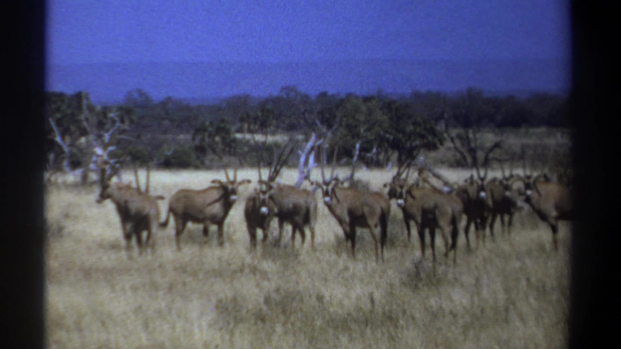 A line of antelopes with long horns stands in tall dry grass under a blue sky.