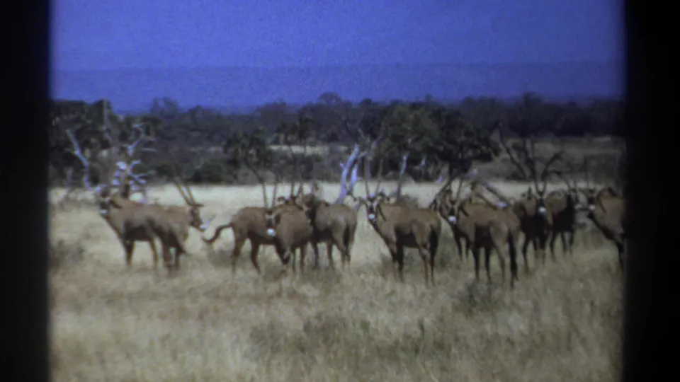 1969 Kenya 8mm frame showing oryx antelopes grazing and standing in a loose group on dry savanna terrain.