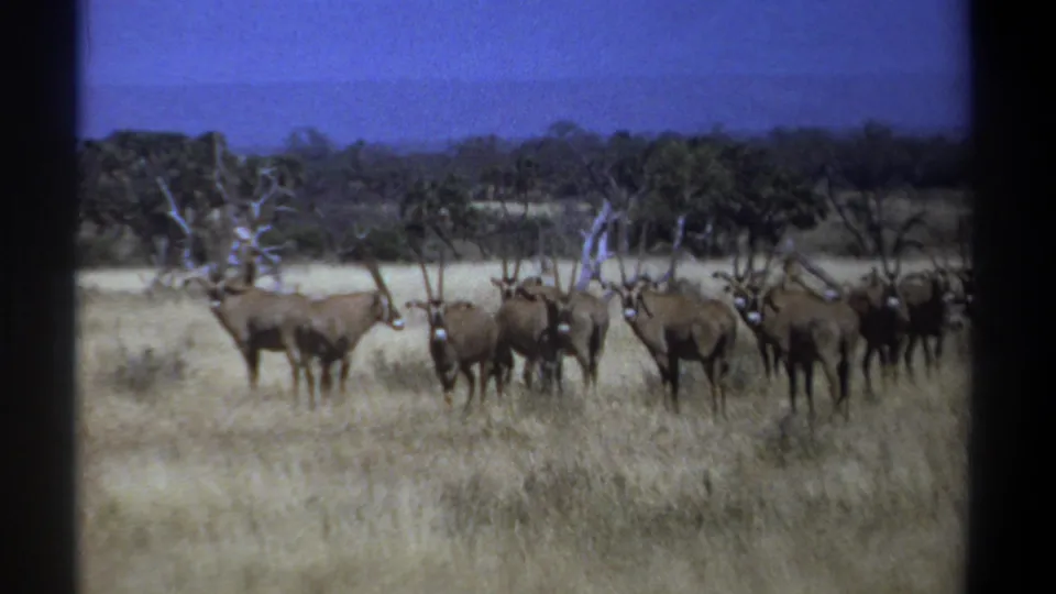 1969 Kenya home-movie frame of a clustered oryx antelope herd on dry plains, with scattered trees and scrub in the distance.
