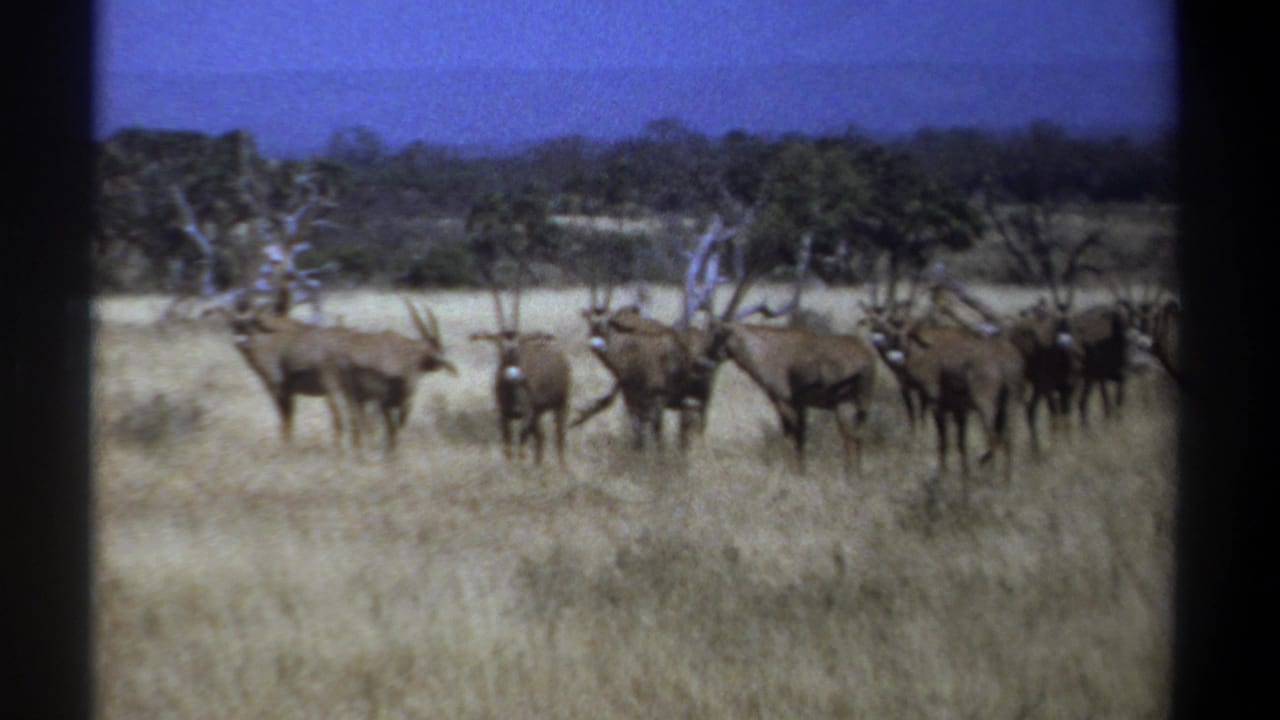 1969 Kenya 8mm frame showing a herd of horned antelope standing alert in dry savanna grass beneath a blue sky.