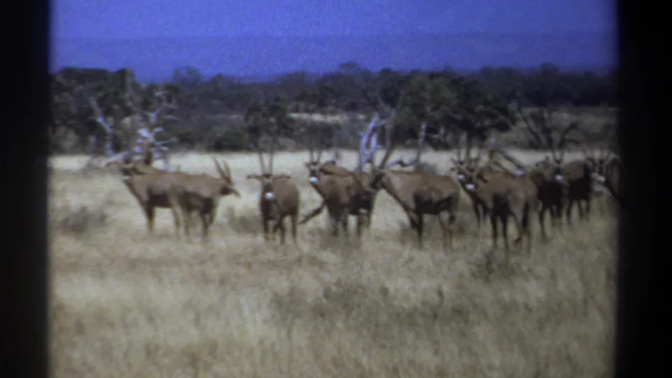 1969 Kenya 8mm frame showing a herd of horned antelope standing alert in dry savanna grass beneath a blue sky.