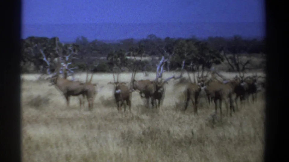 1969 Kenya 8mm frame with horned antelope gathered in dry grass, some facing the camera, with trees and scrub behind.