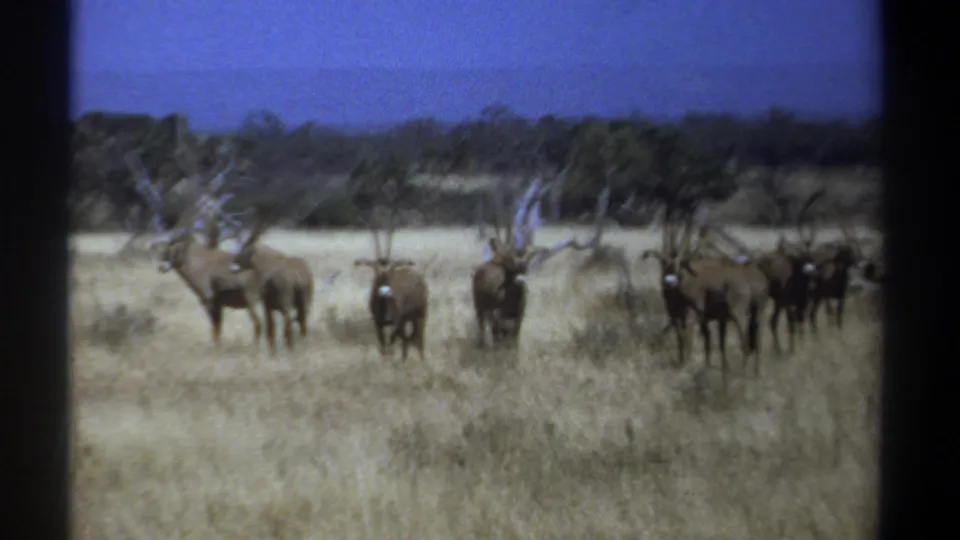 1969 Kenya 8mm frame of horned antelope standing alert in tall dry grass, with scrub and trees under a blue sky.