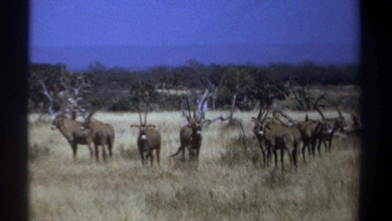 1969 Kenya 8mm frame showing horned gazelles or antelope gathered in dry savanna grass with scattered trees behind them.