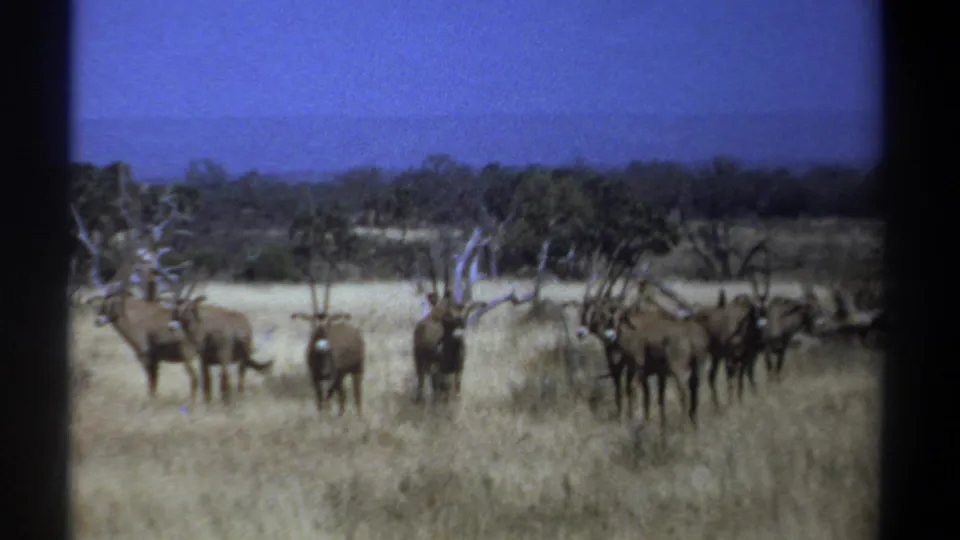 1969 Kenya home-movie frame with a small herd of horned gazelles or antelope in sunlit grassland and trees along the horizon.