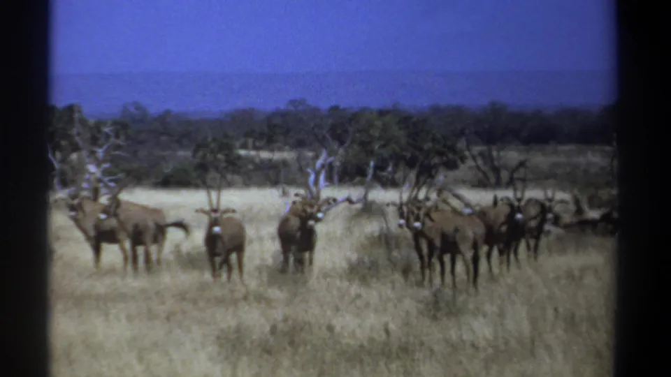 1969 Kenya 8mm frame of horned gazelles or antelope clustered in tall dry grass, filmed from a distant handheld viewpoint.