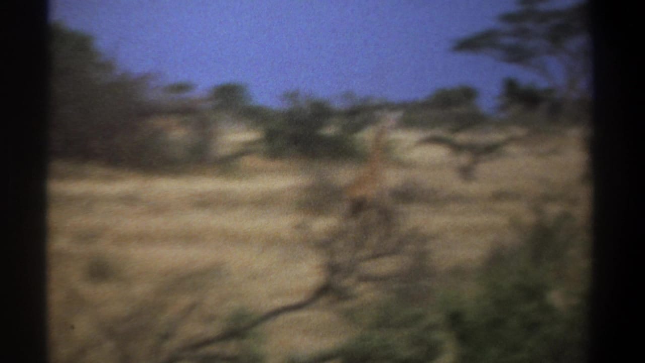 Distant giraffe running across dry grassland with scattered trees and blue sky.