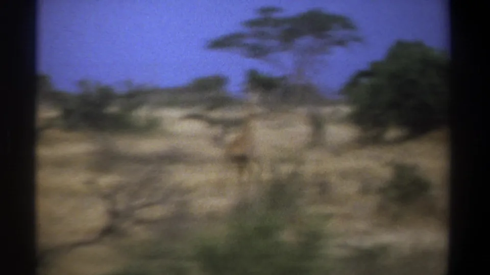 1969 Kenya safari footage frame with a giraffe moving across open dry terrain near sparse trees and brush.