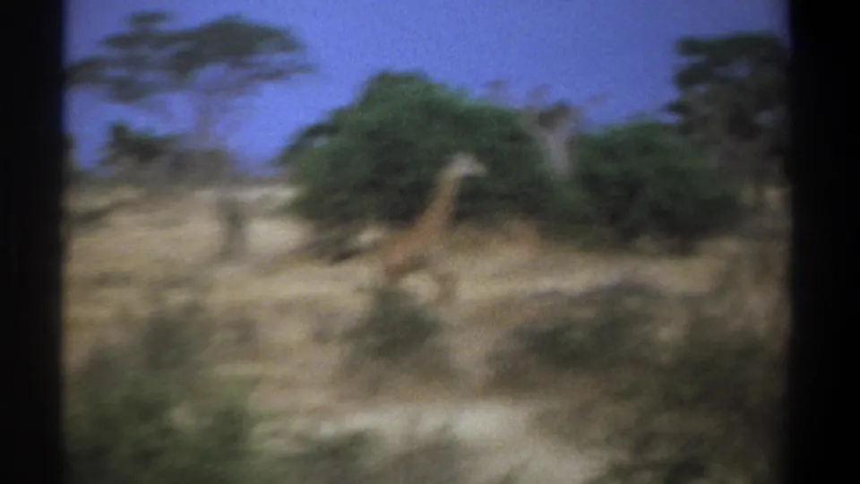 1969 Kenya 8mm frame showing a giraffe passing near green brush in a dry savanna landscape.