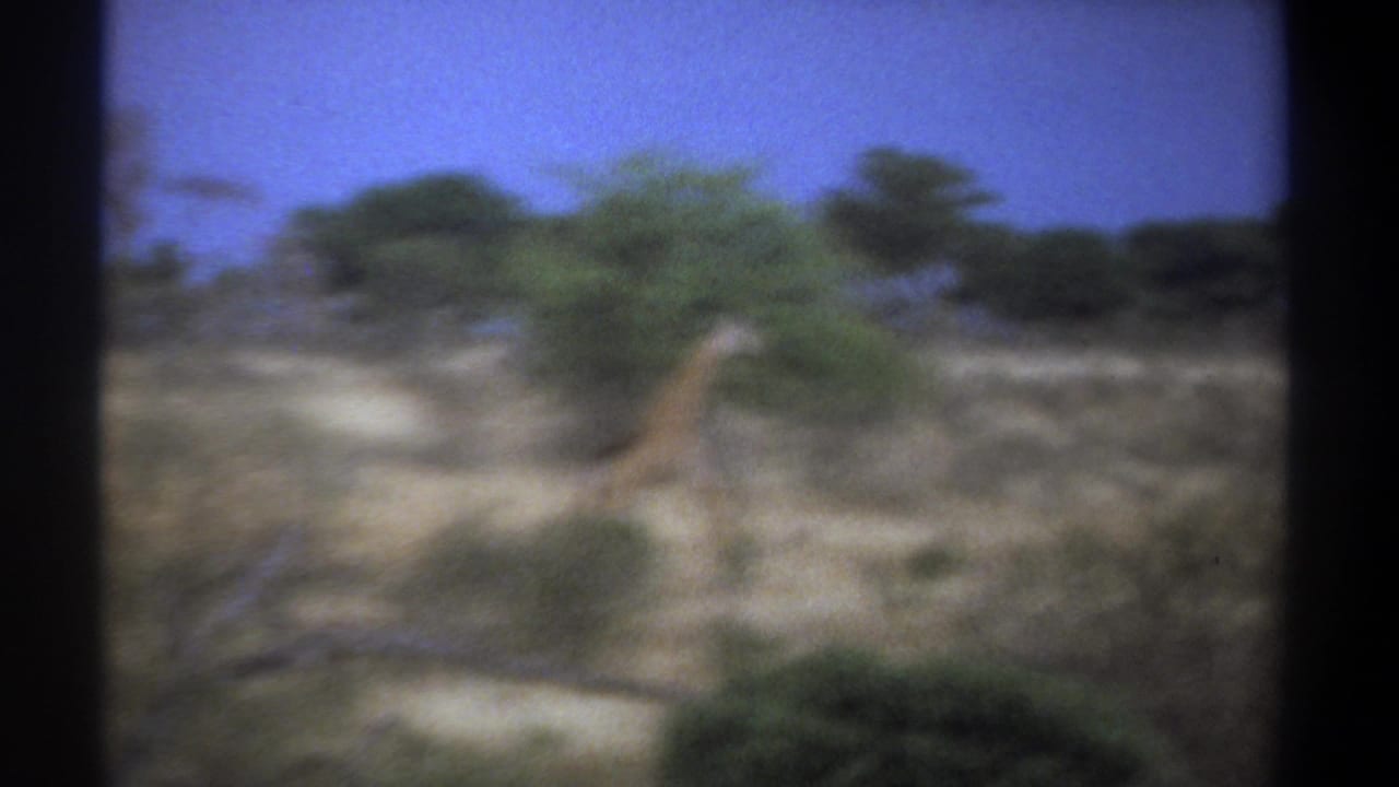 1969 Kenya 8mm frame showing a giraffe moving through dry savanna, with shrubs and trees softened by motion blur.