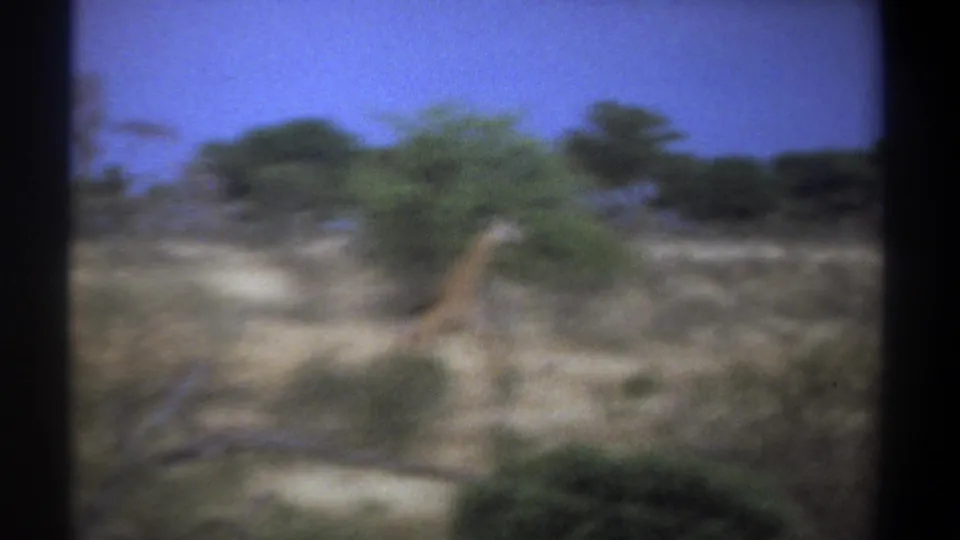 1969 Kenya 8mm frame showing a giraffe moving through dry savanna, with shrubs and trees softened by motion blur.